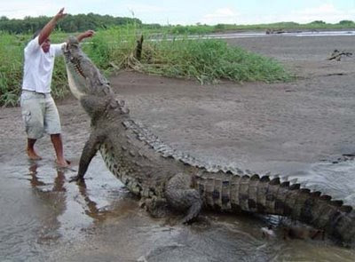 big croc