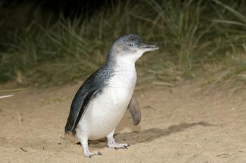 resizedimage350232-adult-penguin-low